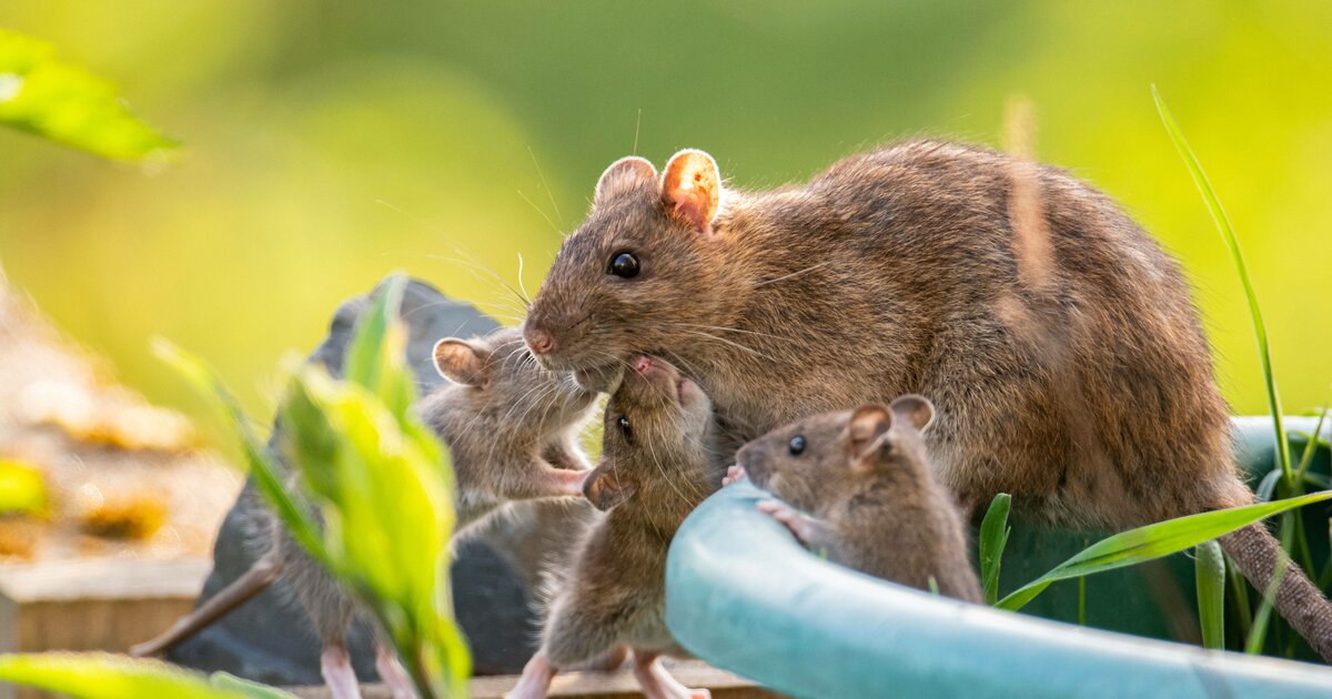 Ratten vertreiben 5 Tipps gegen die Nager im Garten